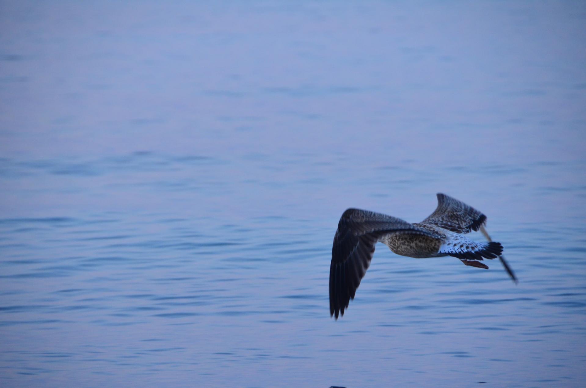 la mouette 2