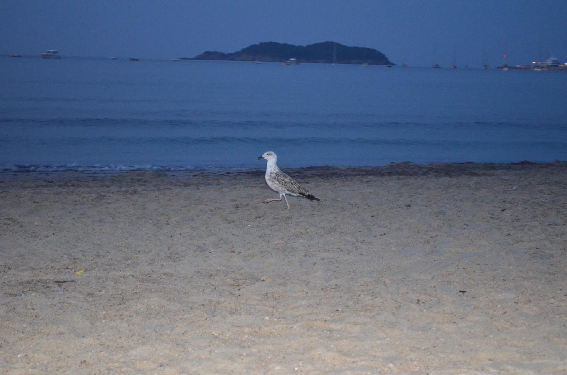 la mouette 1