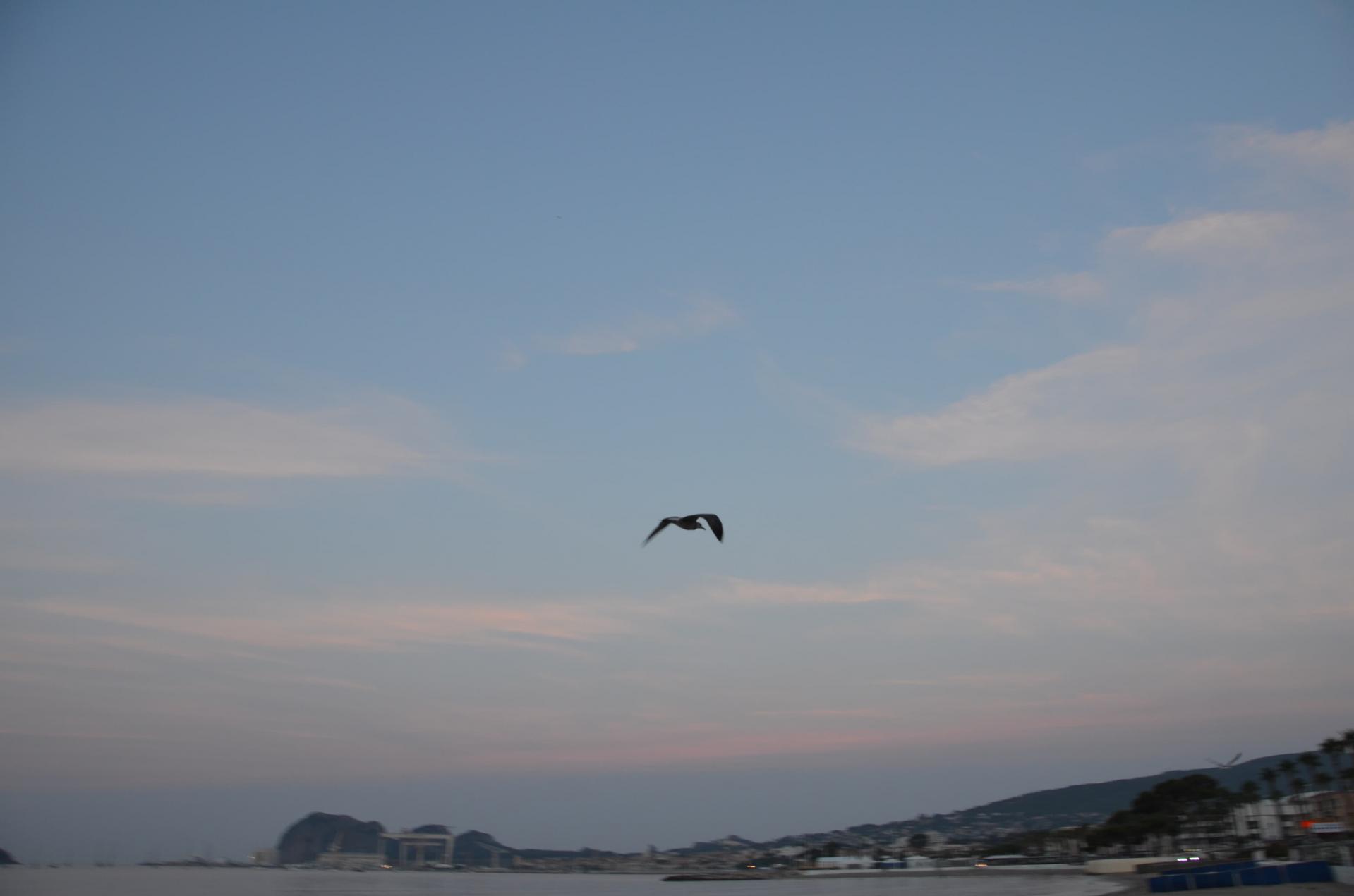 la mouette 3