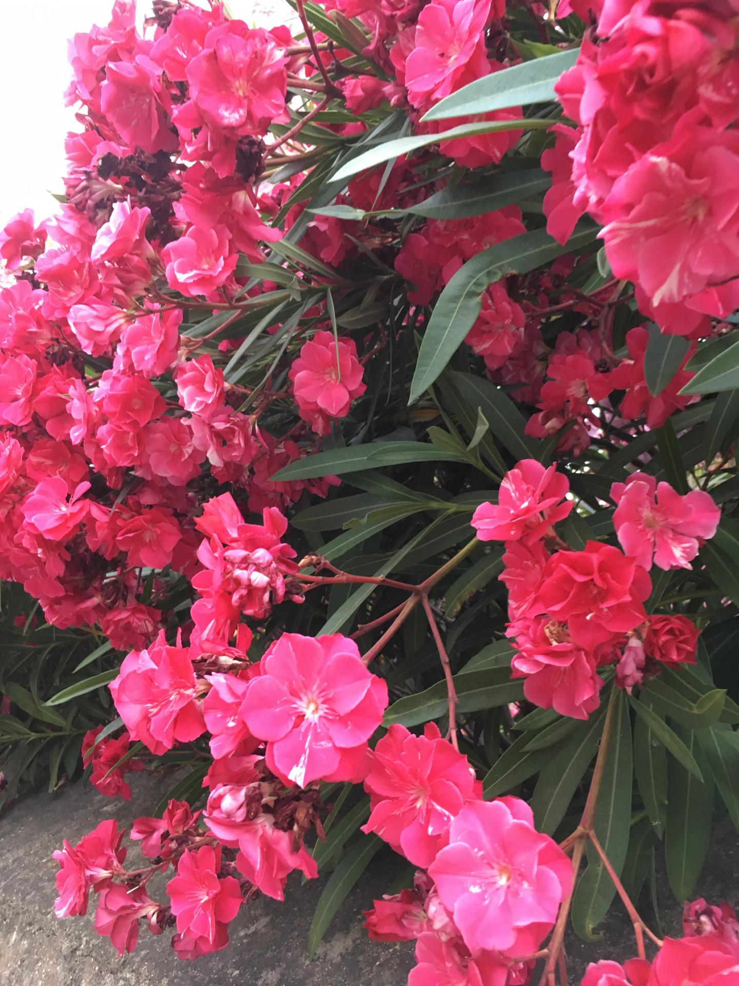 pink power flower1