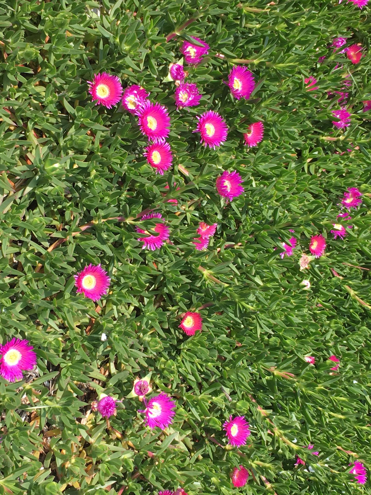 pink power flower